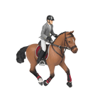 PAPO - Paard en ruiter wedstrijd | - Ohlala