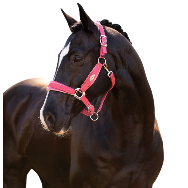 Lemieux - Licol pour chevaux Versailles cranberry