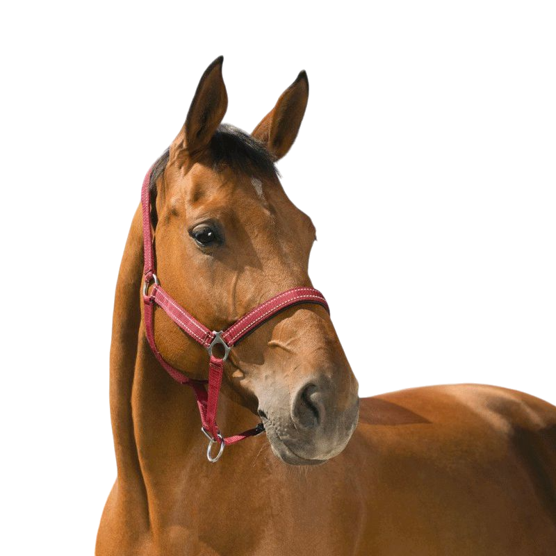 Norton - Licol Reflective bordeaux | - Ohlala