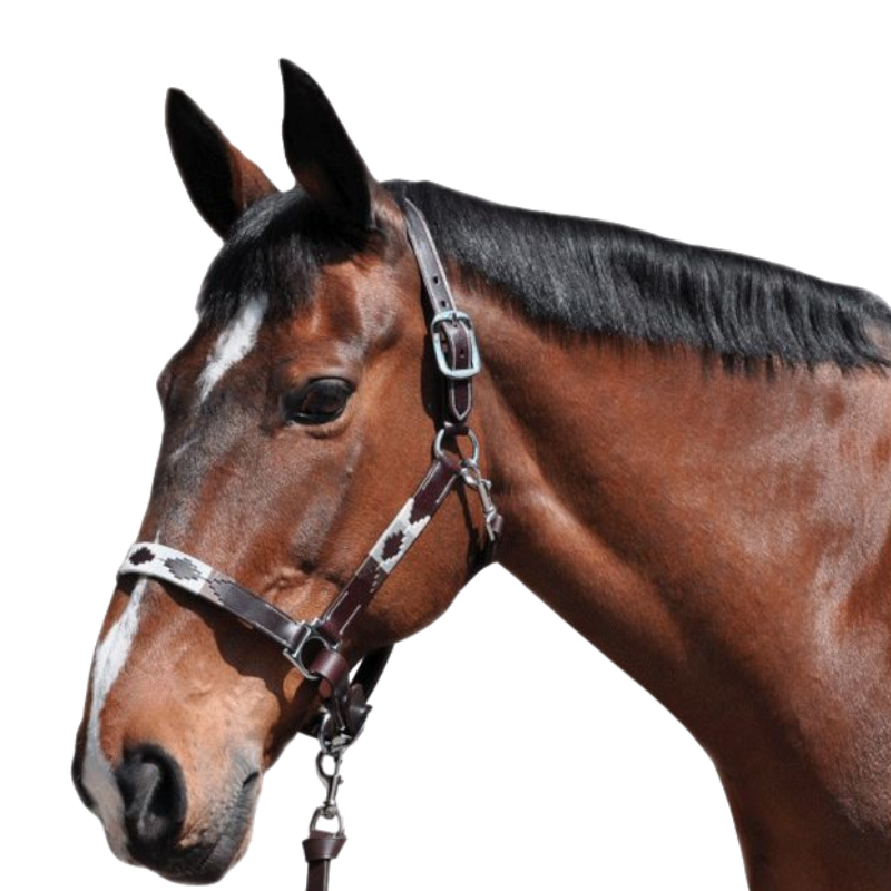 Flags & Cup - Licol Chukka moka / choco / taupe | - Ohlala