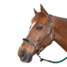 Canter - Touwhalster paard bruin/groen witte gespen | - Ohlala