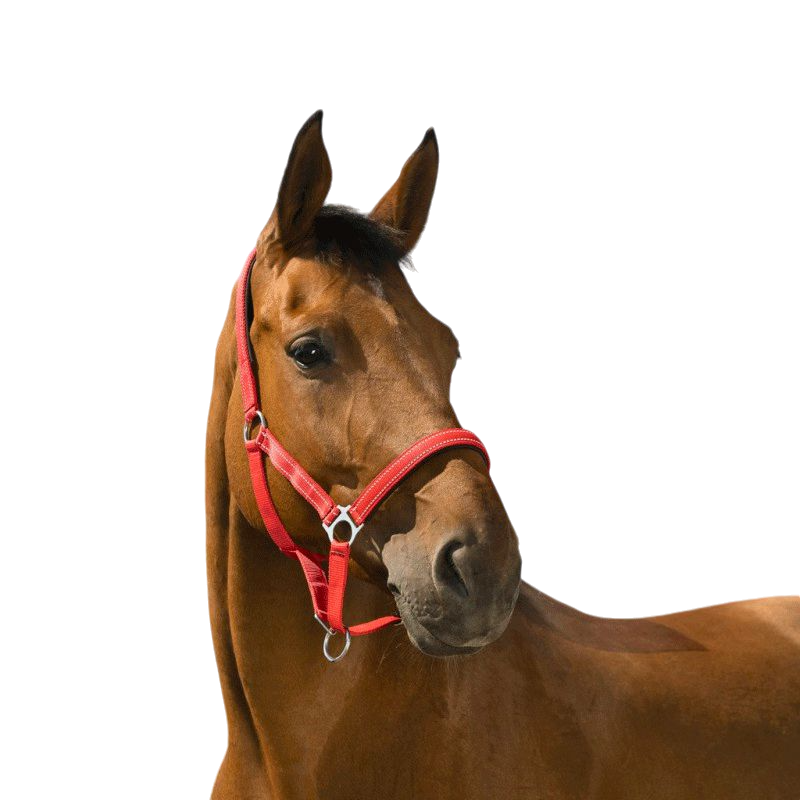 Norton - Licol Reflective rouge | - Ohlala