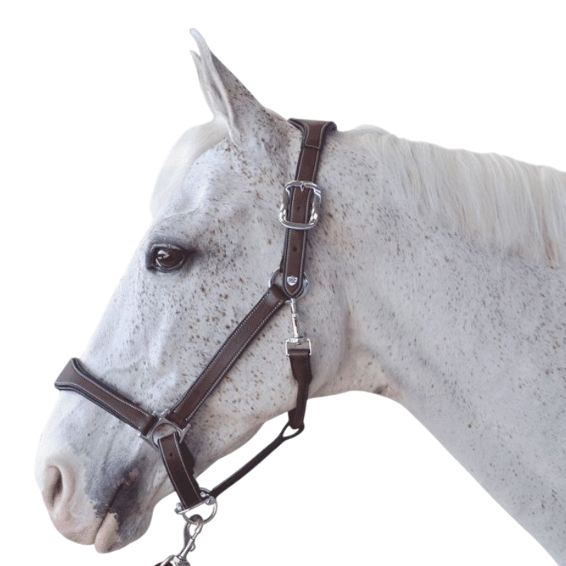 Flags & Cup - Licol cheval Cuir Paris marron/marine | - Ohlala