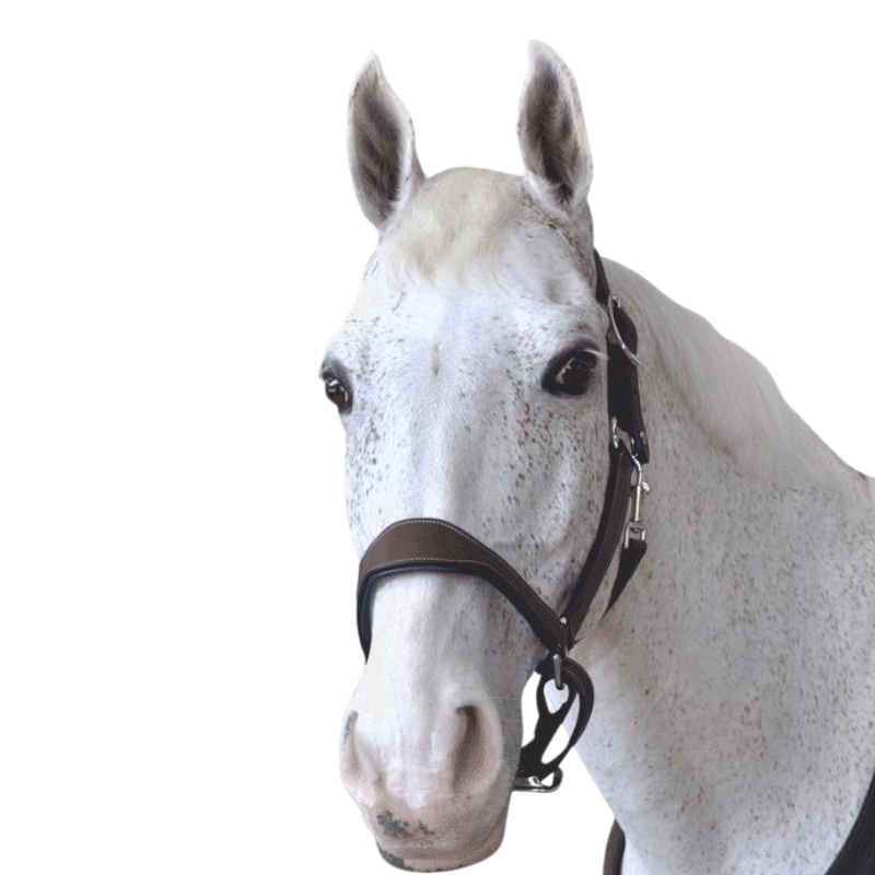 Flags & Cup - Licol cheval Cuir Paris marron/marine | - Ohlala