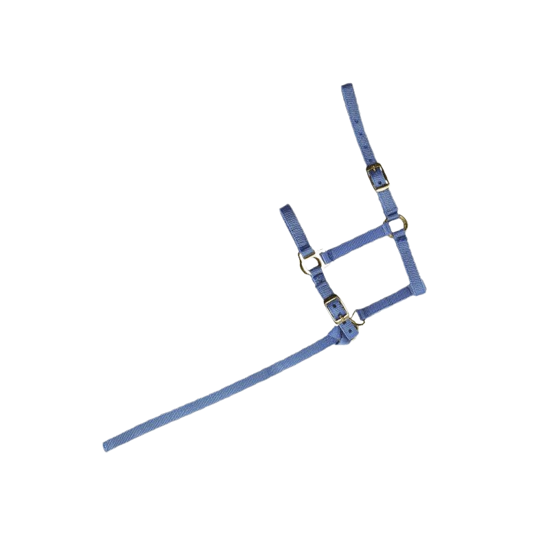 Norton - Licol foal + longe bleu ciel | - Ohlala