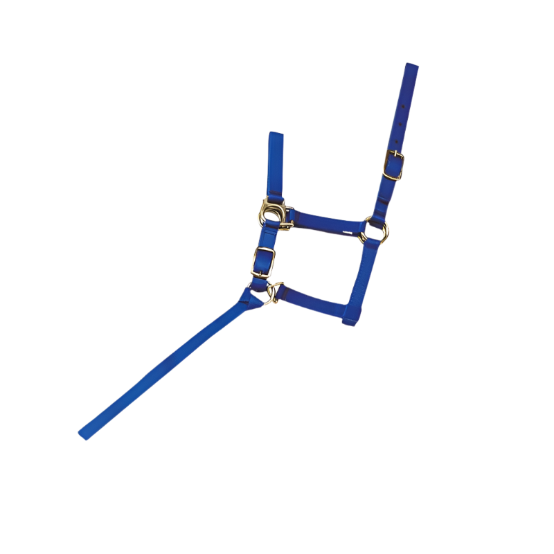 Norton - Licol foal + longe bleu roi | - Ohlala