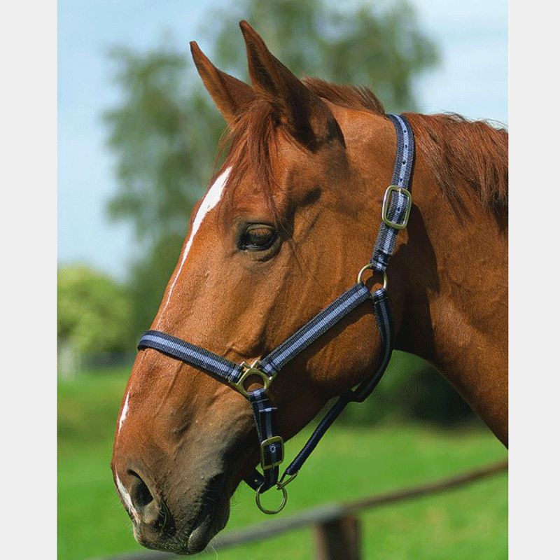 Étrivière - Etriers - Equipement du cheval - Gamme équitation - Sans titre