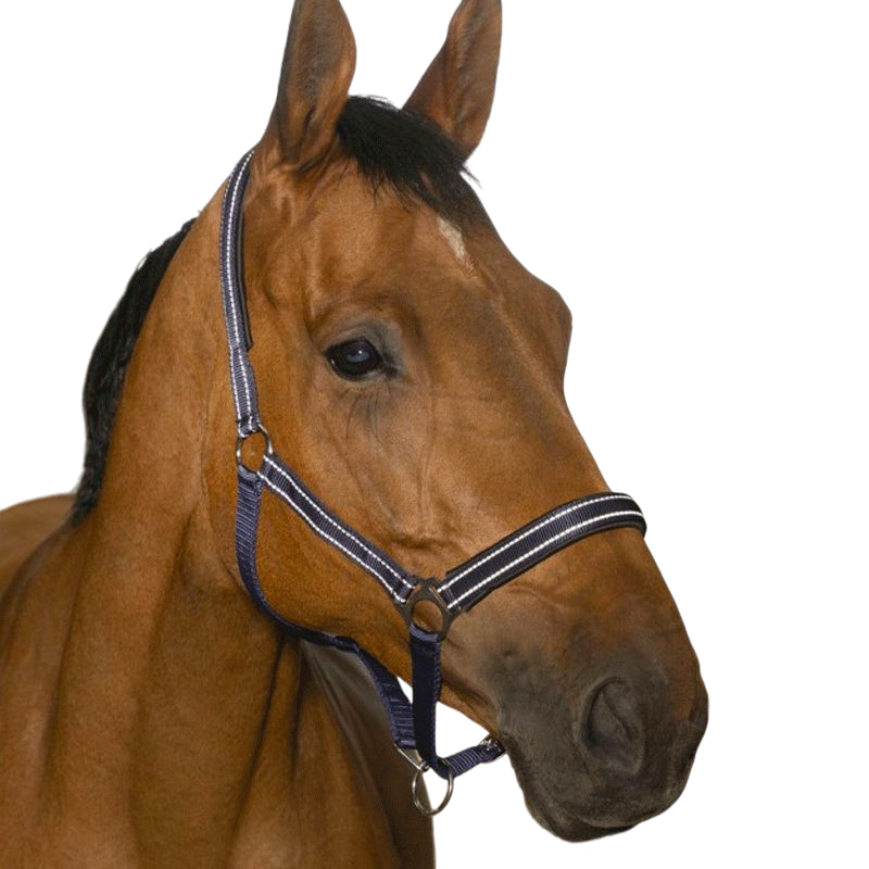 Norton - Licol Reflective marine | - Ohlala