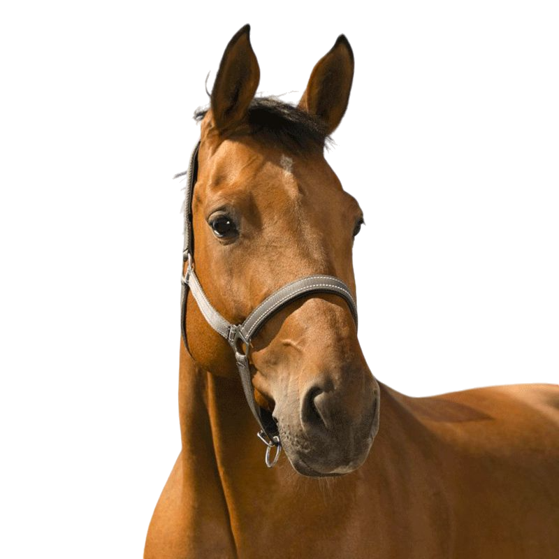 Norton - Licol Reflective gris | - Ohlala