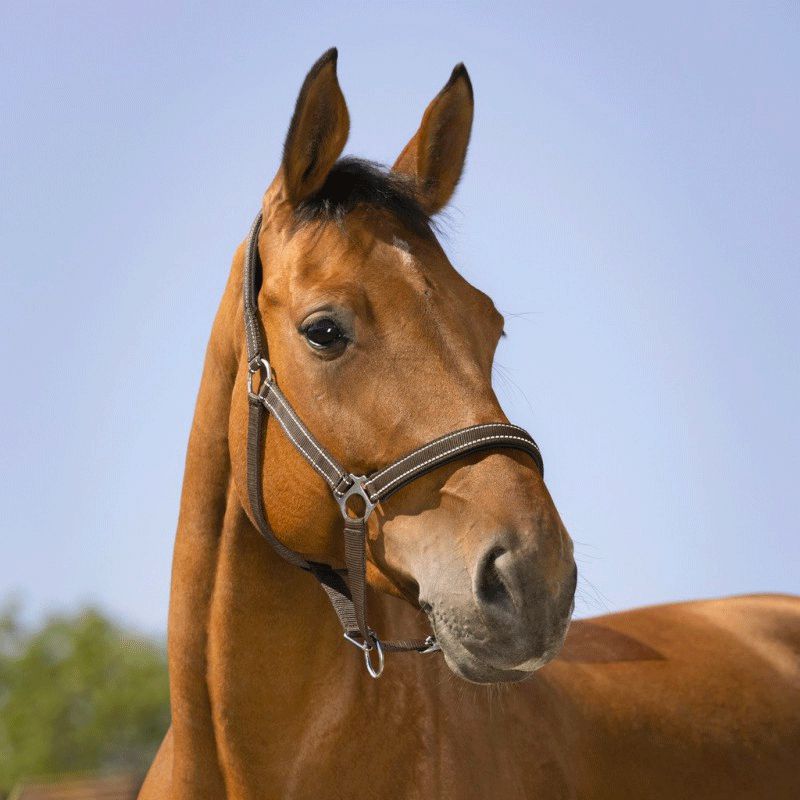 Licol pour cheval satiné doublé avec longe ronde T de T