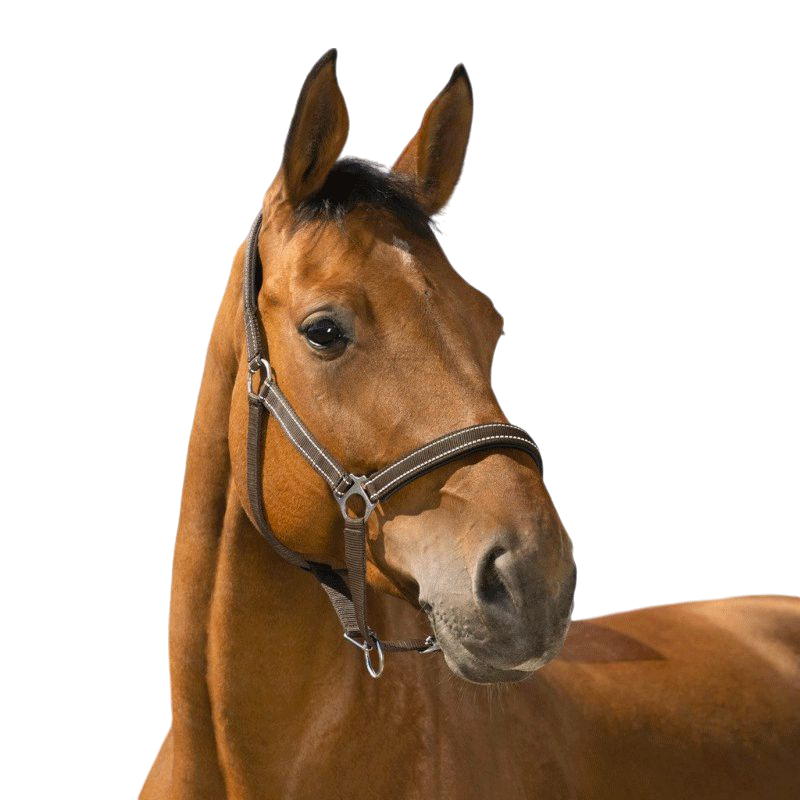 Norton - Licol Reflective choco | - Ohlala