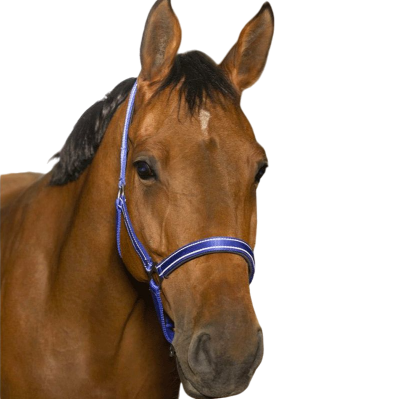 Norton - Licol Reflective bleu | - Ohlala
