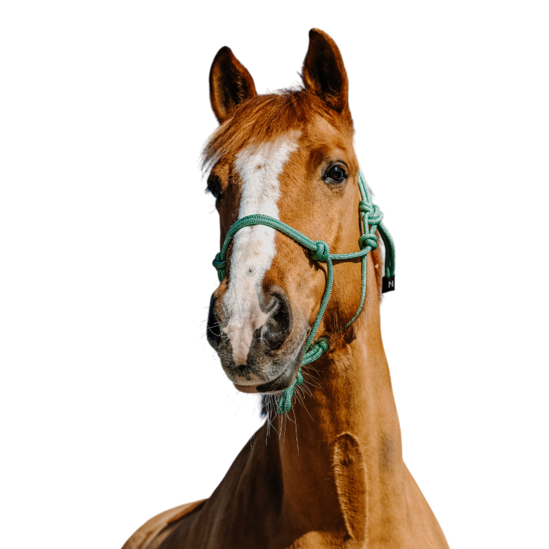 Norton - Licol éthologique Glim vert clair/ argent | - Ohlala