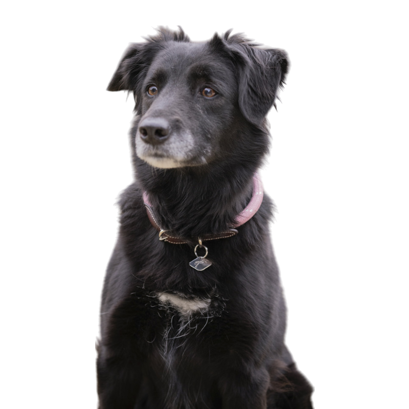 Pénélope - Collier pour chien Billie rose/ lurex | - Ohlala