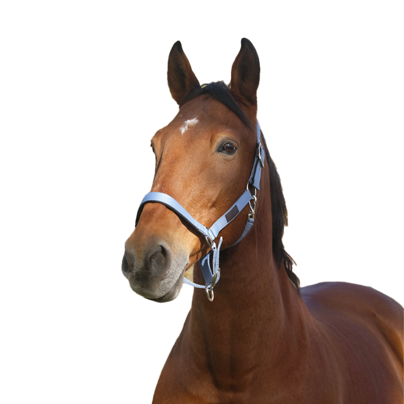 Equithème - Licol en nylon Spring bleu | - Ohlala