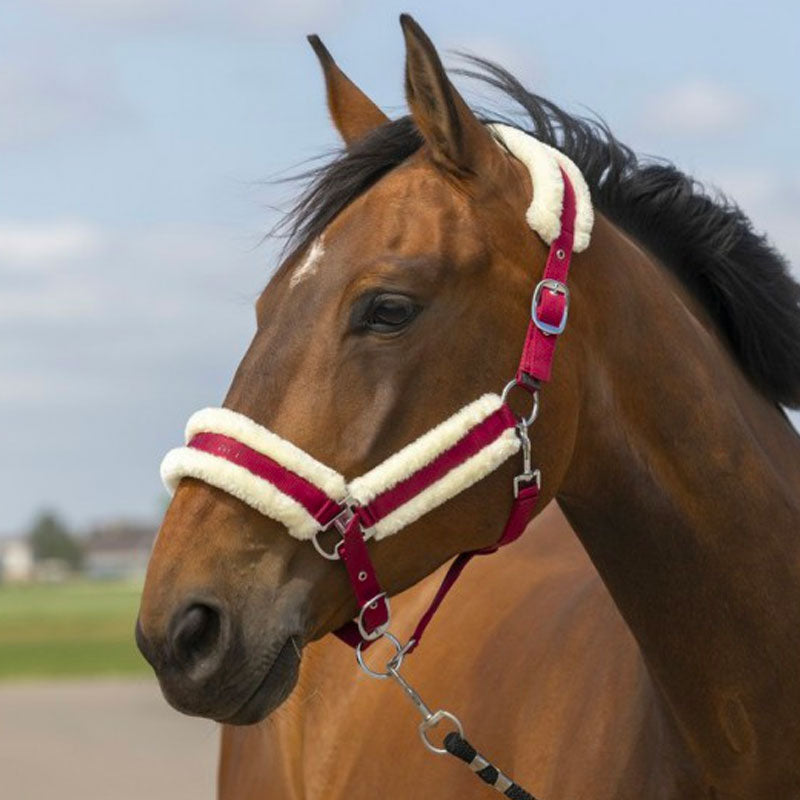 Licol de contrôle cheval nylon Control Halter- Kentucky Horsewear