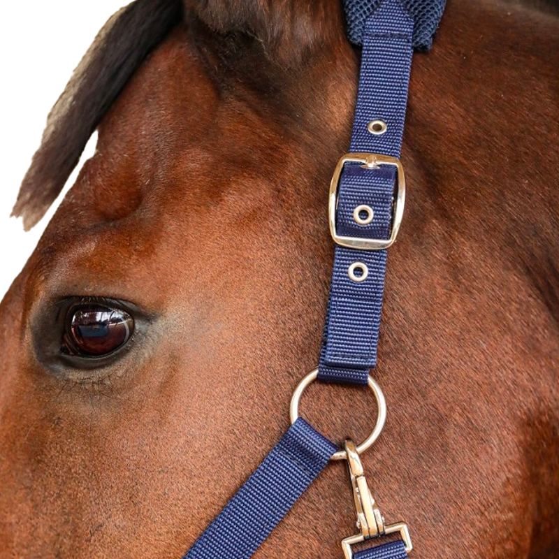 Harcour - Licol pour chevaux Hega marine | - Ohlala