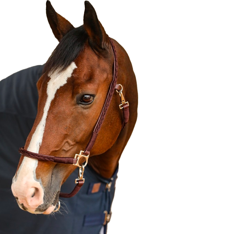 Harcour - Licol pour chevaux Hups marron | - Ohlala