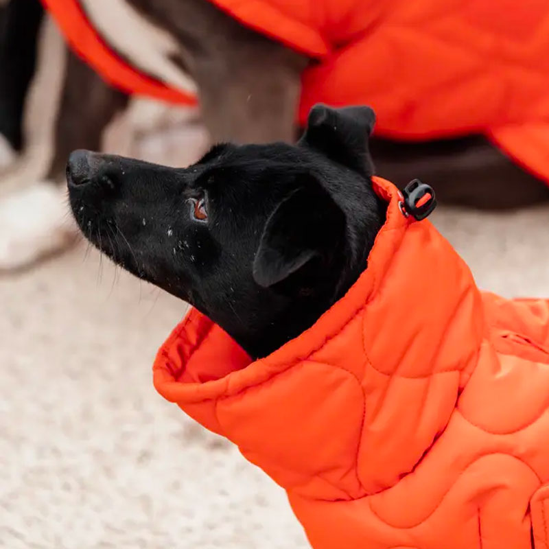 Kentucky Dogwear - Manteau pour chien Pina orange | - Ohlala
