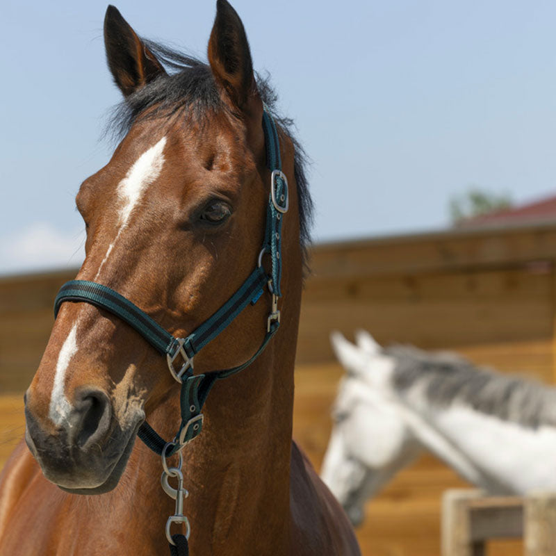 Etrivières cuir doublées nylon Privilege Equitation, sellerie Horse and Co