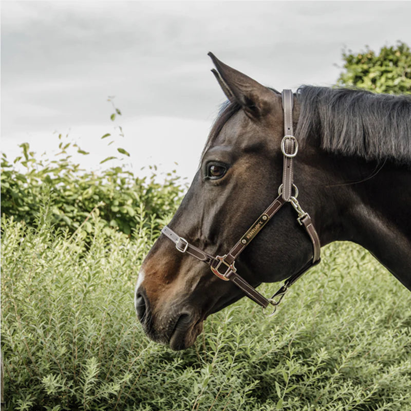 Kentucky Horsewear - Licol en cuir flexible neck piece choco | - Ohlala