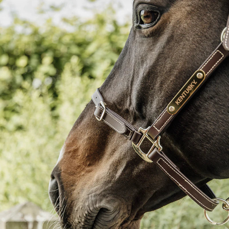 Kentucky Horsewear - Licol en cuir flexible neck piece choco | - Ohlala