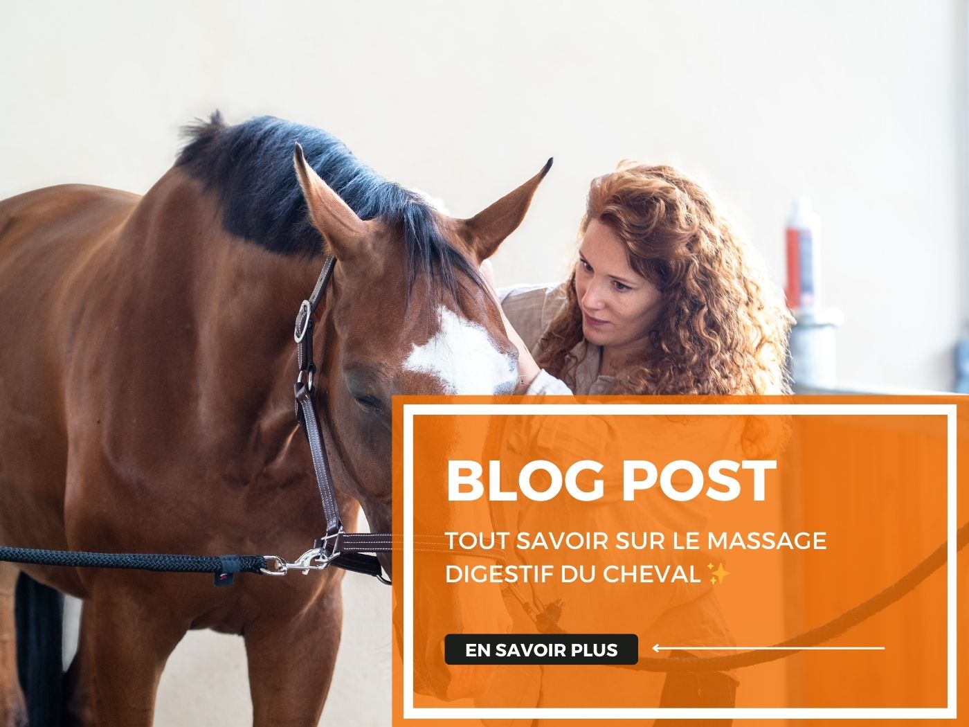 Tout savoir sur le massage digestif du cheval