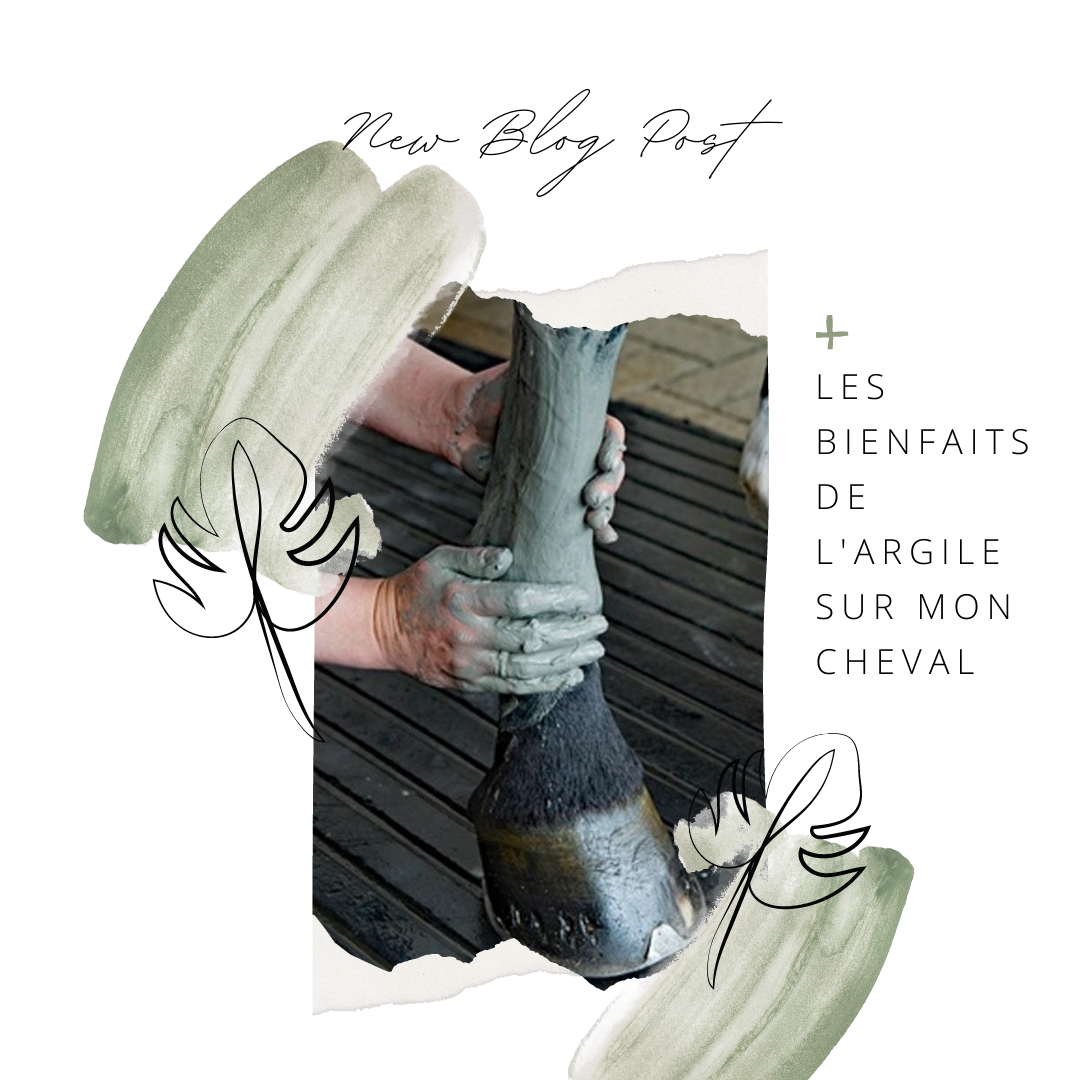 METTRE DE L'ARGILE À MON CHEVAL, le soigner avec de la terre ? 🧐