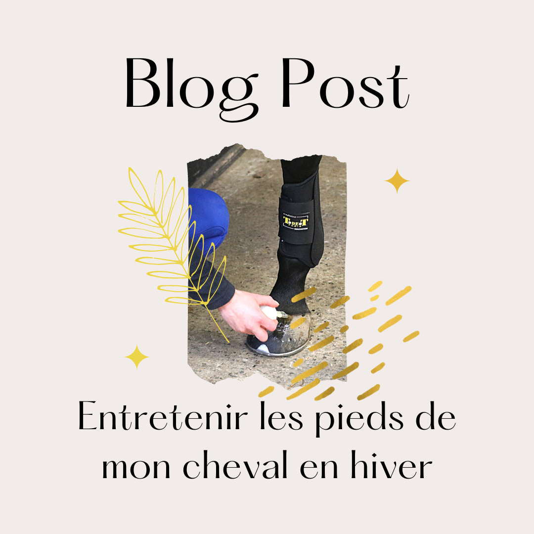 PAS DE PIEDS, PAS DE CHEVAL - Survivre à l'hiver 🦶
