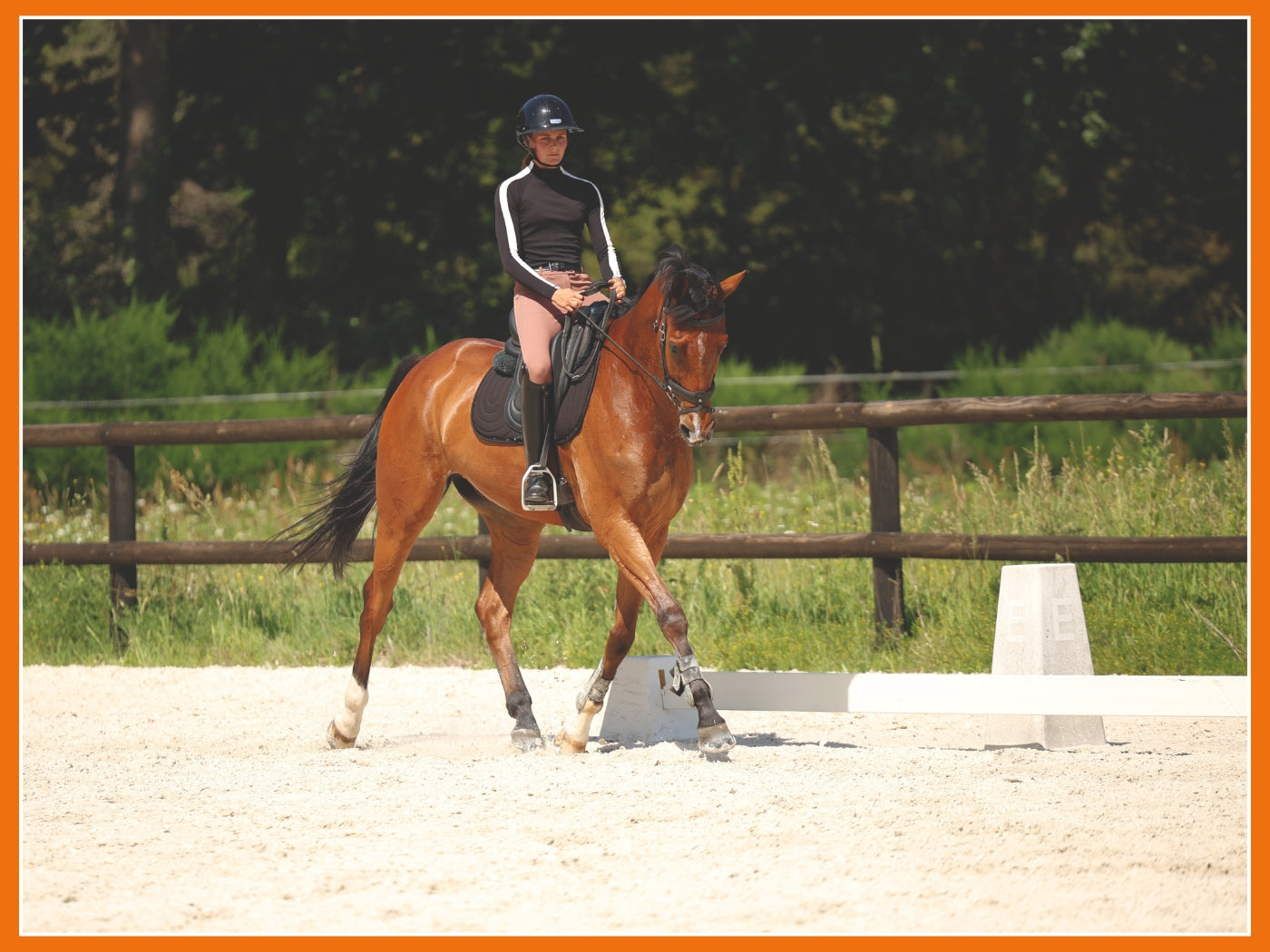 Familiarisation du cheval en concours : pourquoi cette séance change tout