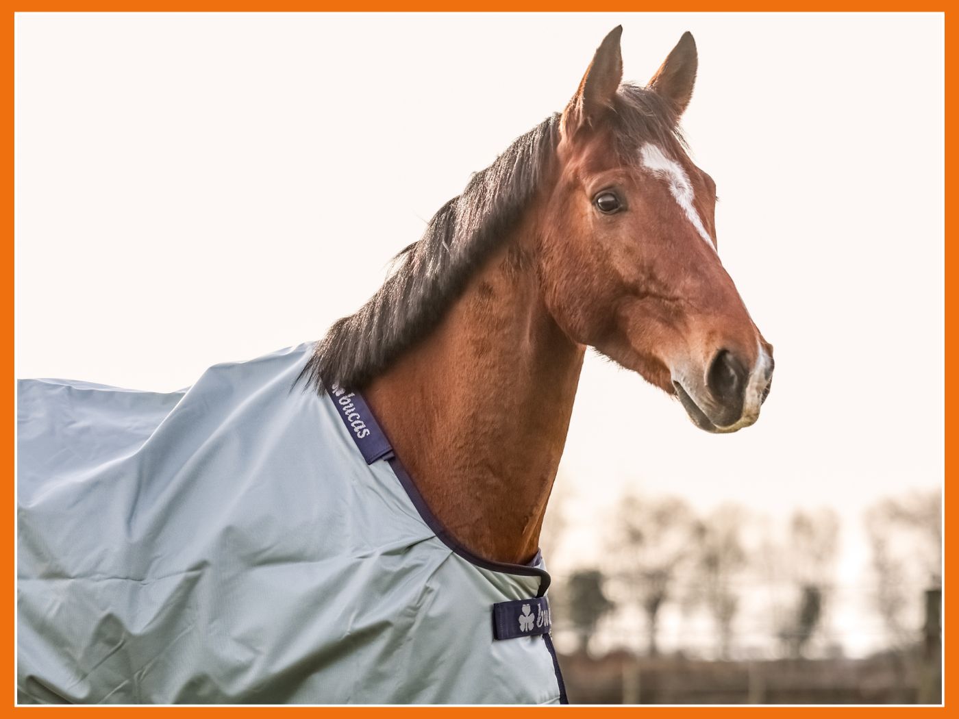 Comment choisir la bonne taille de couverture pour mon cheval ?