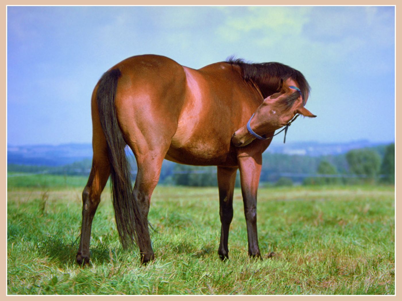 La dermite estivale chez le cheval