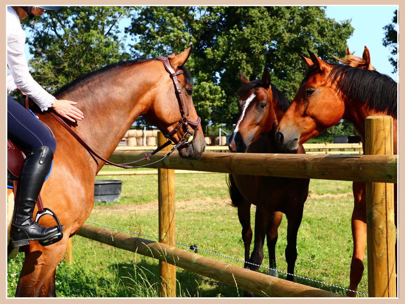 MON CHEVAL A UNE FOURBURE - COMMENT Y REMEDIER ❓