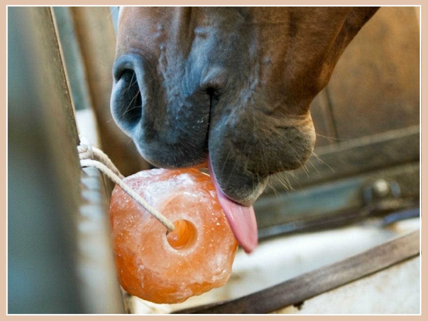 Les pierres à sel, ça sert à quoi et laquelle choisir ? 🤔