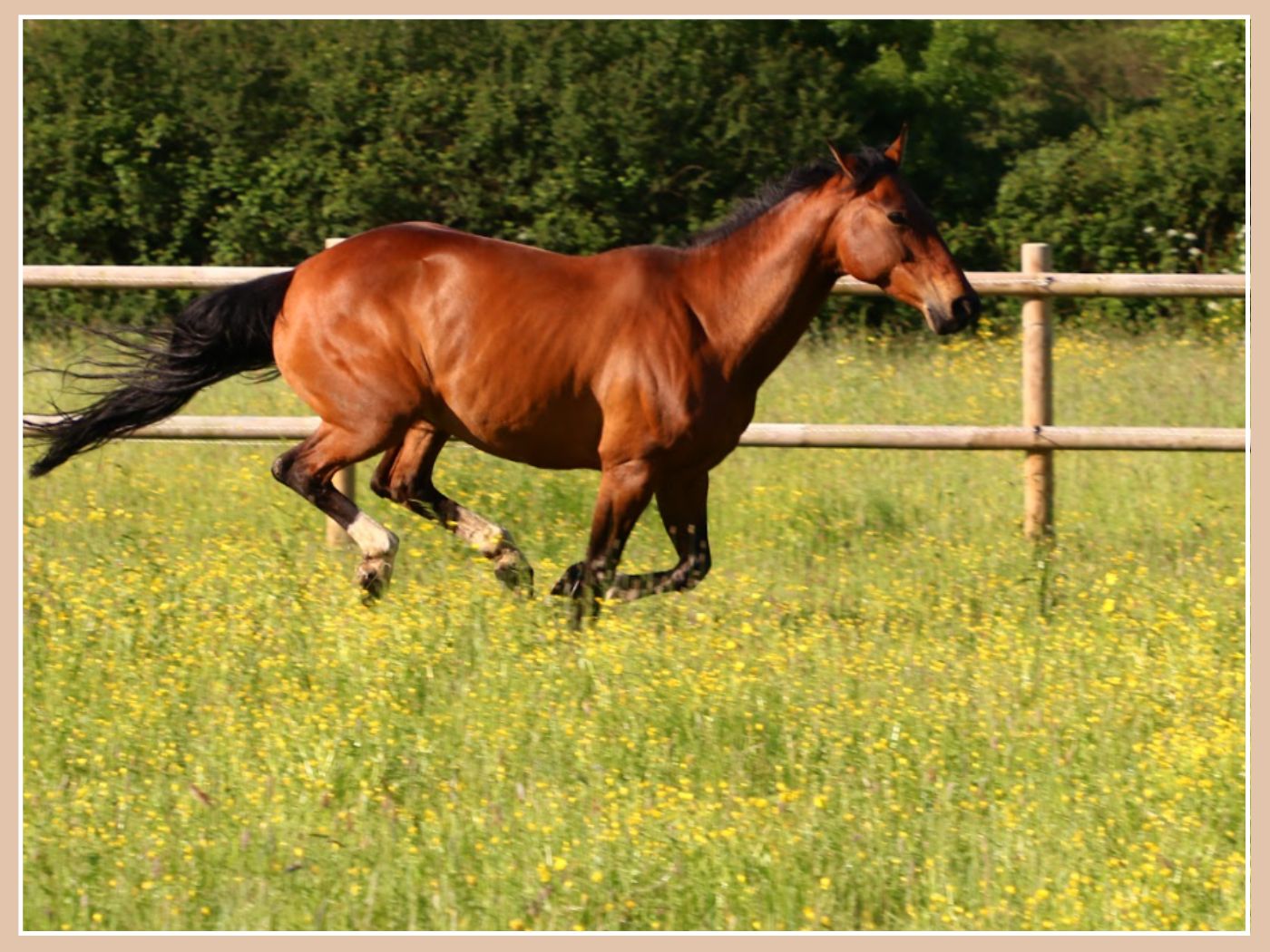 Bye Bye, les mouches ! Les astuces pour protéger votre cheval cet été ☀️