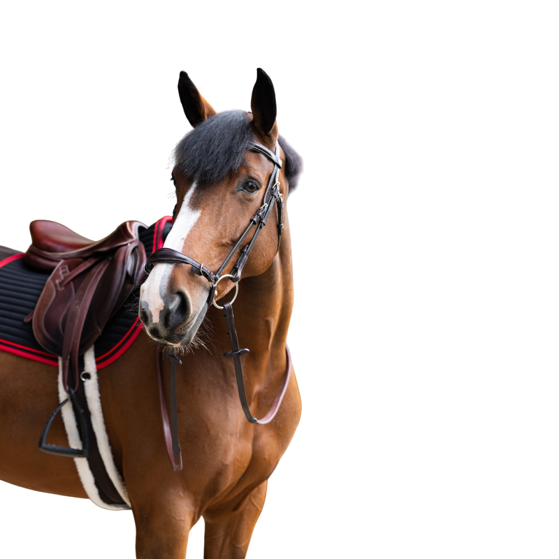 Jump'In - Bridon muserolle allemande Evolution havane