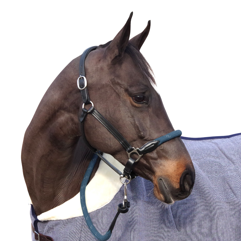 Canter - Licol en corde bouclerie argent noir/ bleu pétrole