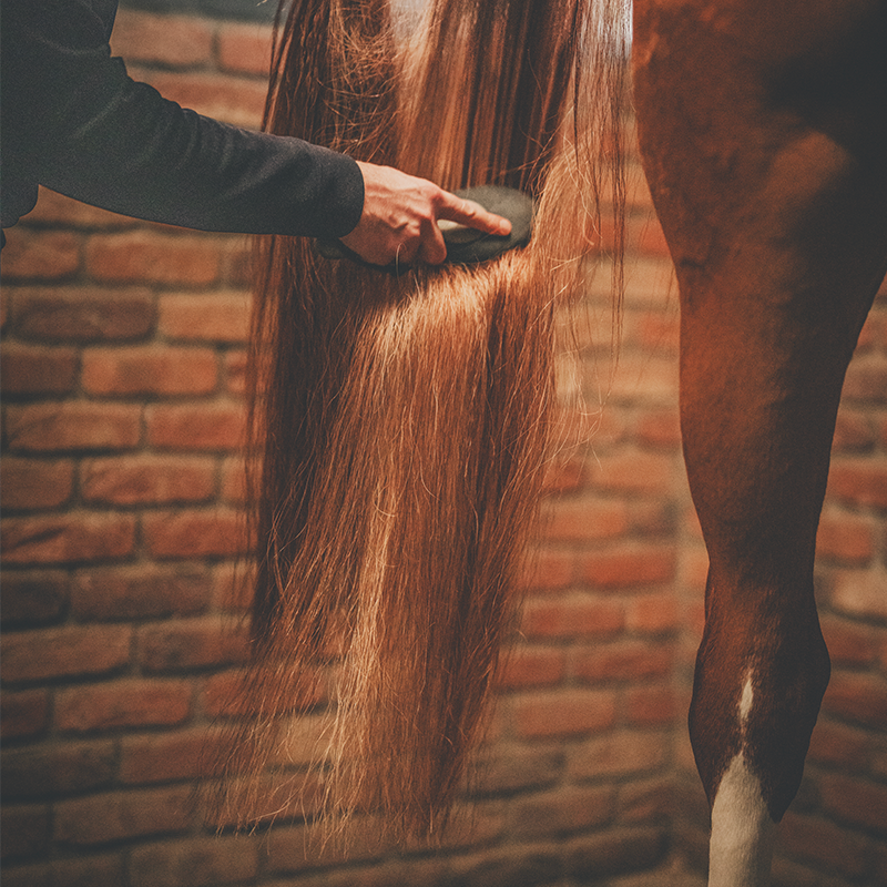 Cura Naturale - Démêlant et lustrant pour chevaux noix de coco | - Ohlala