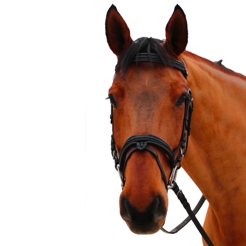 Canter - Bridon muserolle croisée Mylord noir/ noir