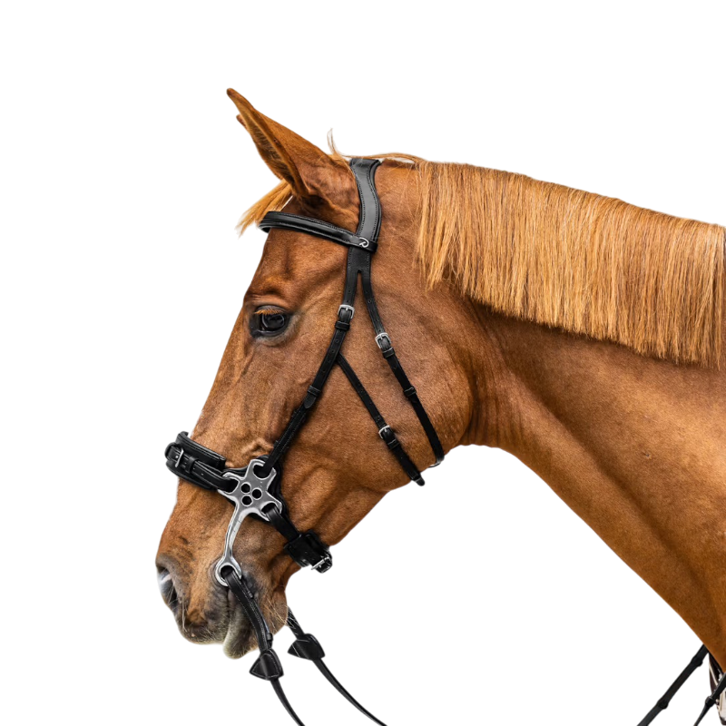 Dyon - Hackamore New English Collection noir