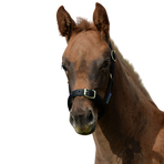 Bucas - Licol foal Dublin noir/ noir