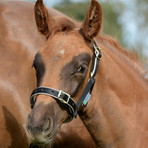 Bucas - Licol foal Dublin noir/ silver
