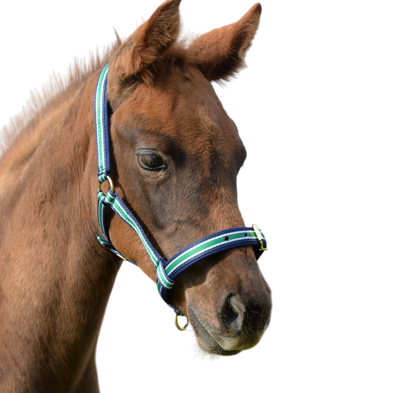 Bucas - Licol foal Dublin striped/ marine