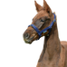 Bucas - Licol foal Dublin marine/ marine