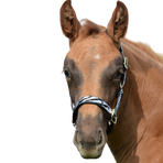 Bucas - Licol foal Dublin zebra/ noir