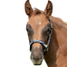 Bucas - Licol foal Dublin zebra/ noir