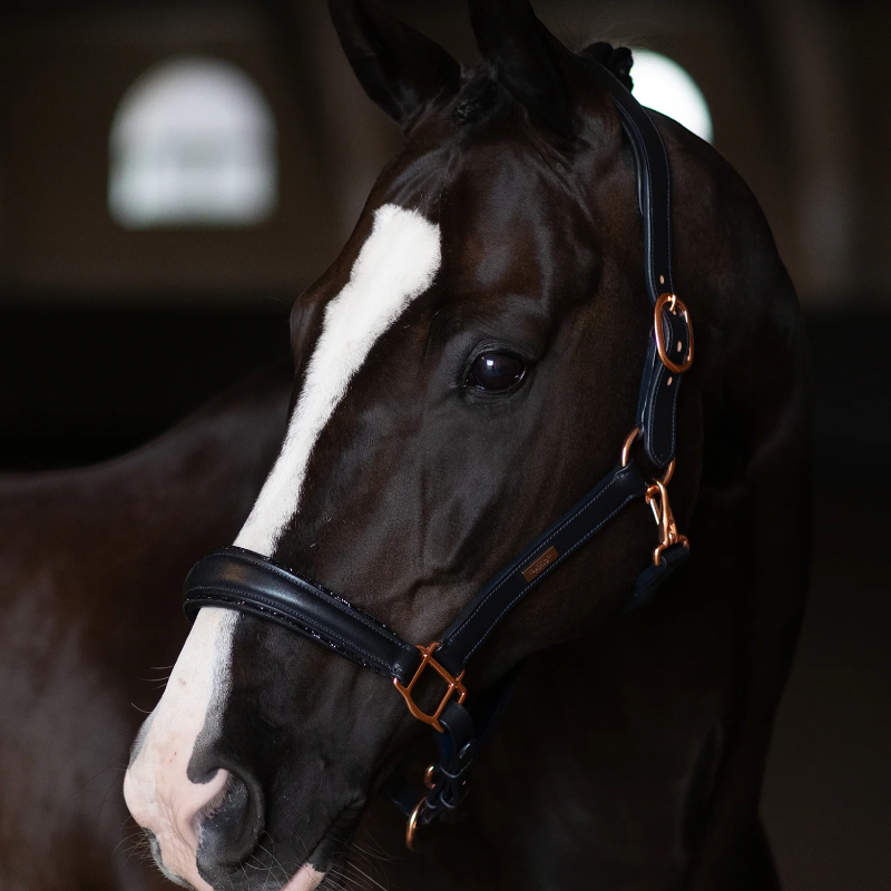 Equestrian Stockholm - Licol en cuir Glimmer Dark Ocean