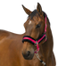 Equithème - Nylon halster Mouton roze/zwart | - Ohlala