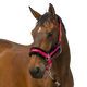 Equithème - Licol nylon Mouton rose/ noir | - Ohlala