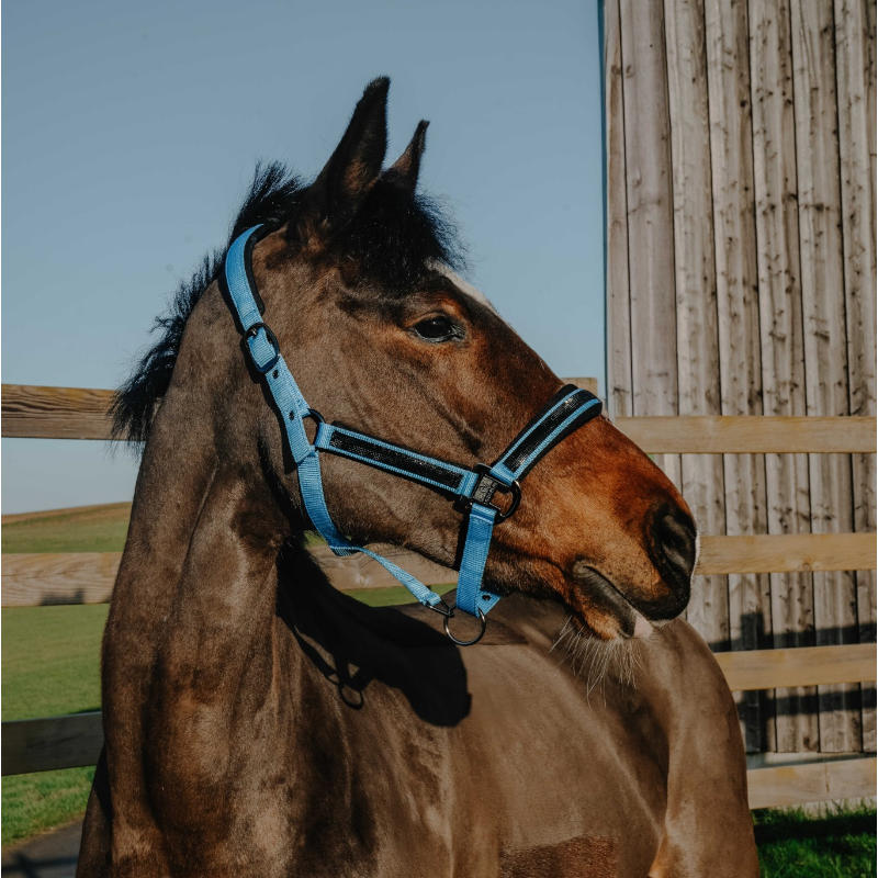 Equithème - Licol nylon Strass bleu ciel